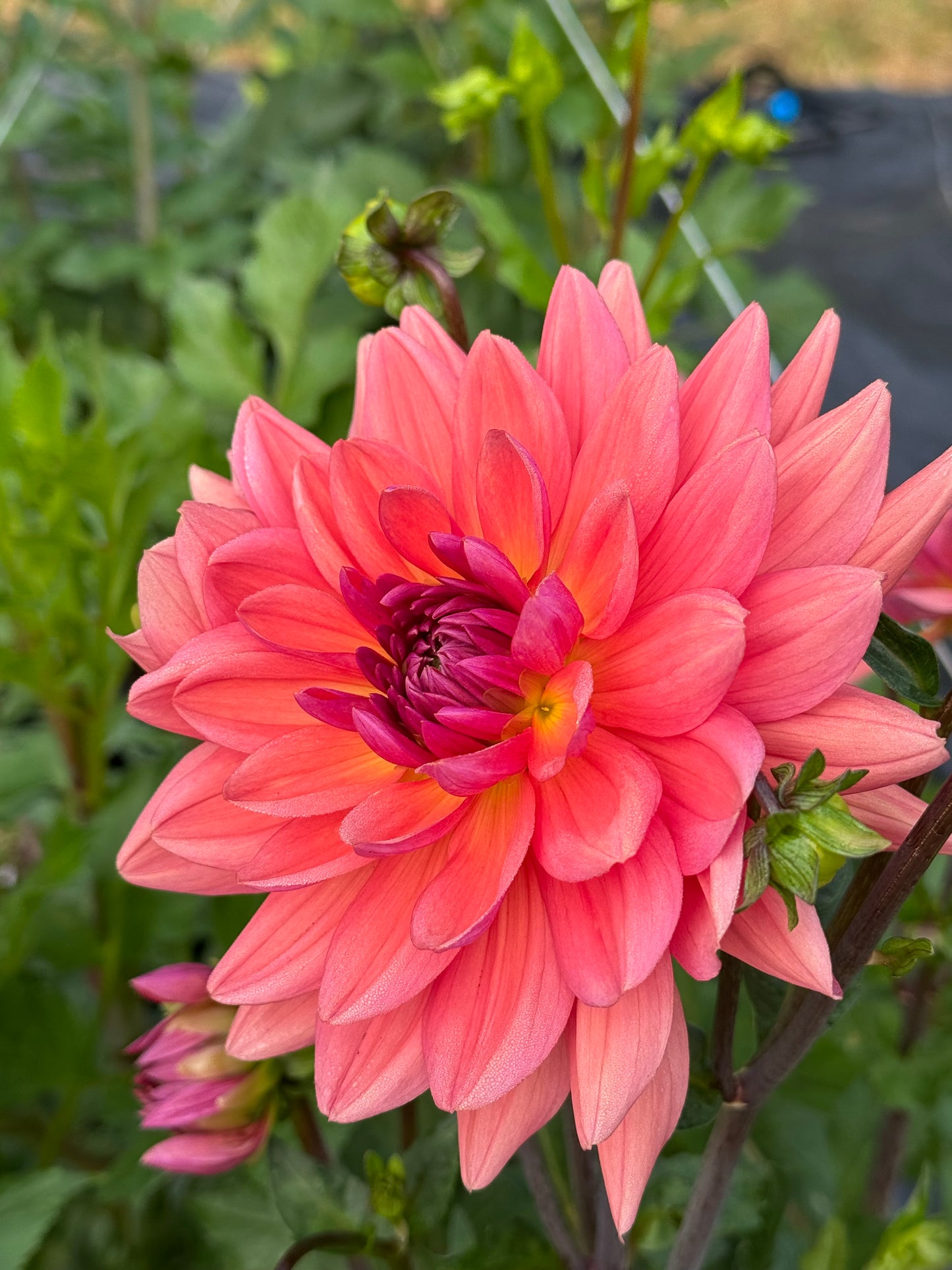 Dutch Pearl