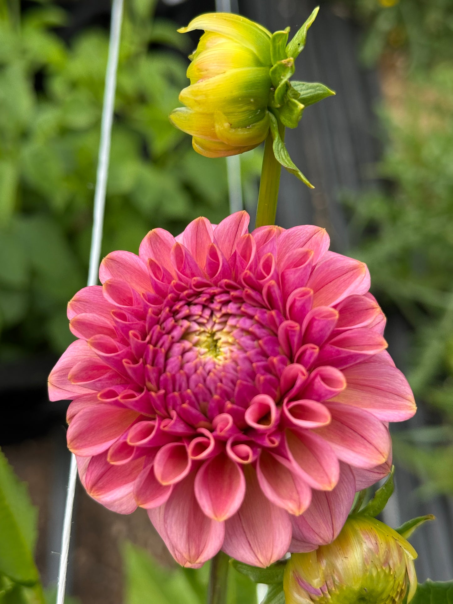 Pretty Petals Pink
