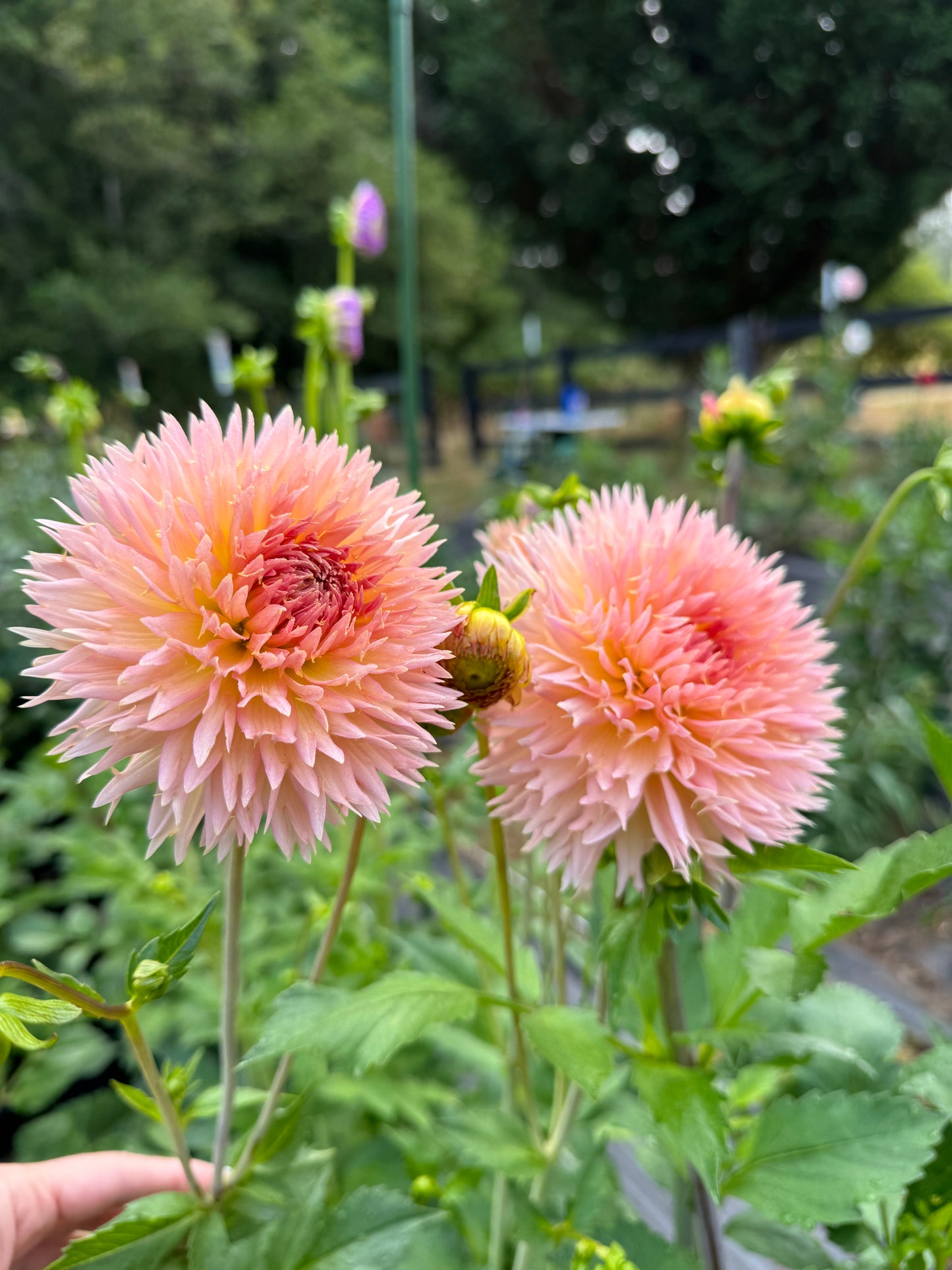 Lakeview Peach Fuzz