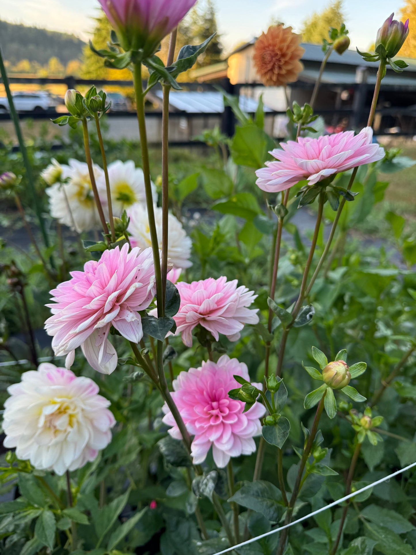 Pink Perception