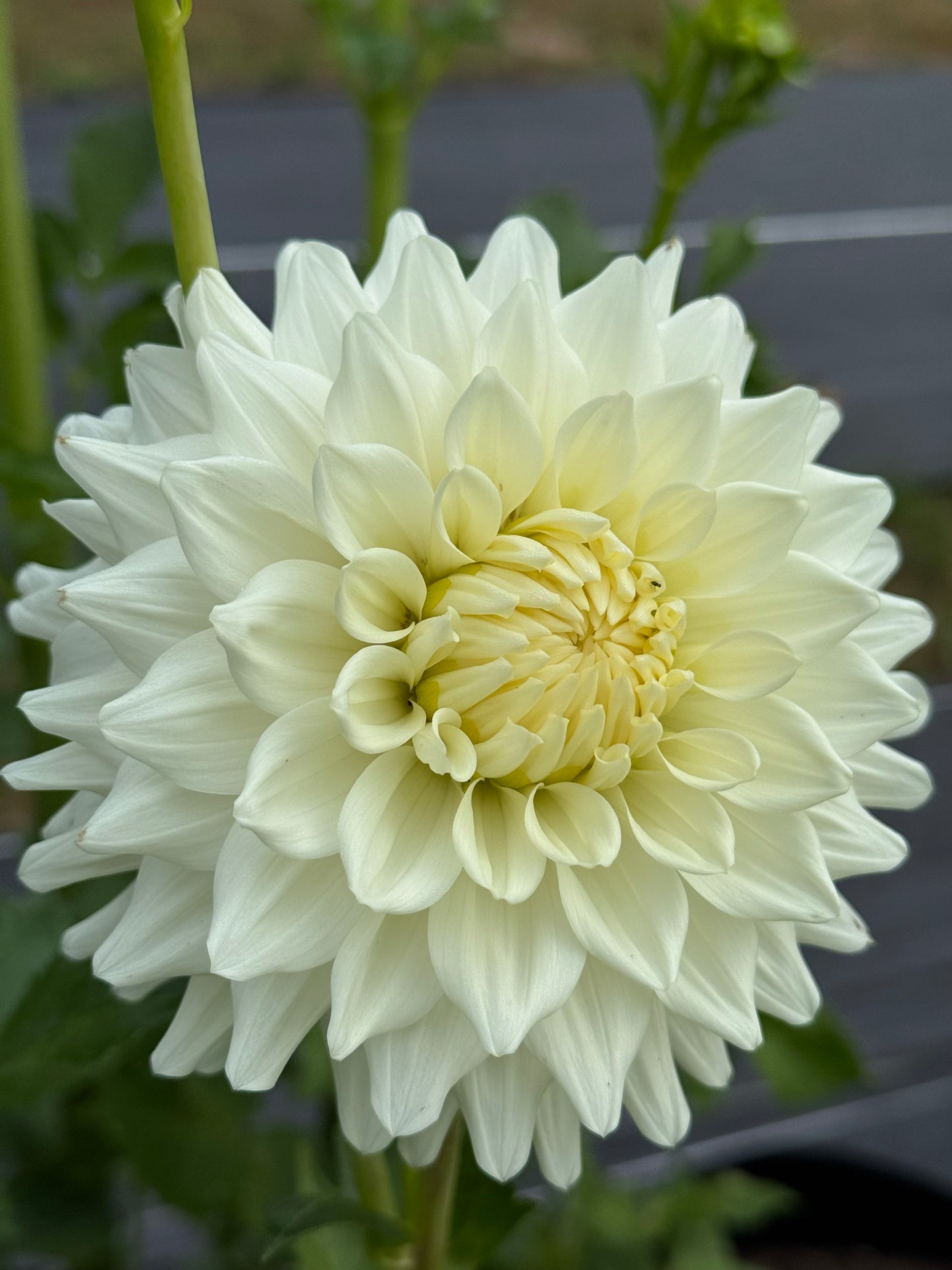 Frost Creek Moonglow