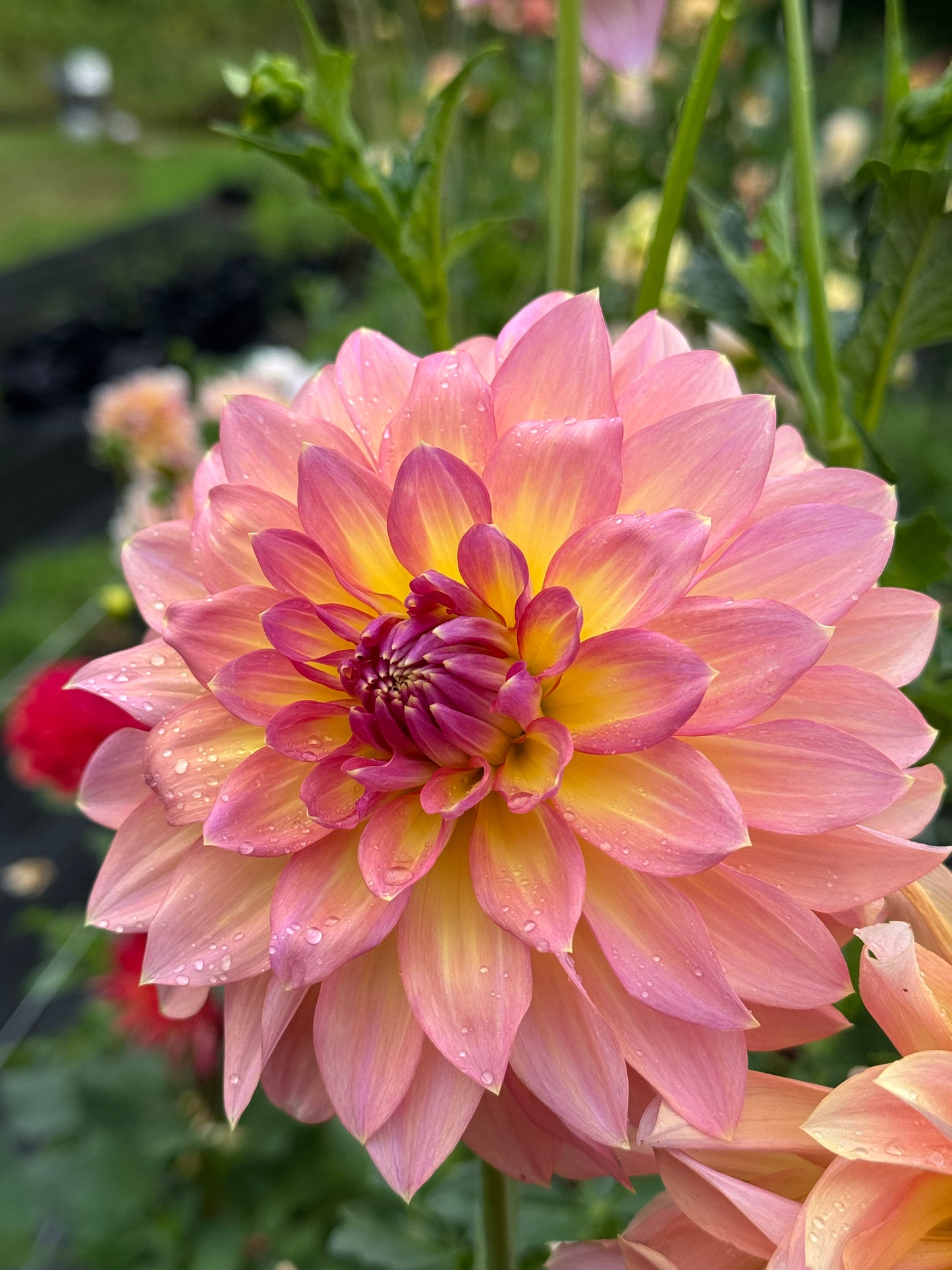 Oldoc Cleopatra Cutting