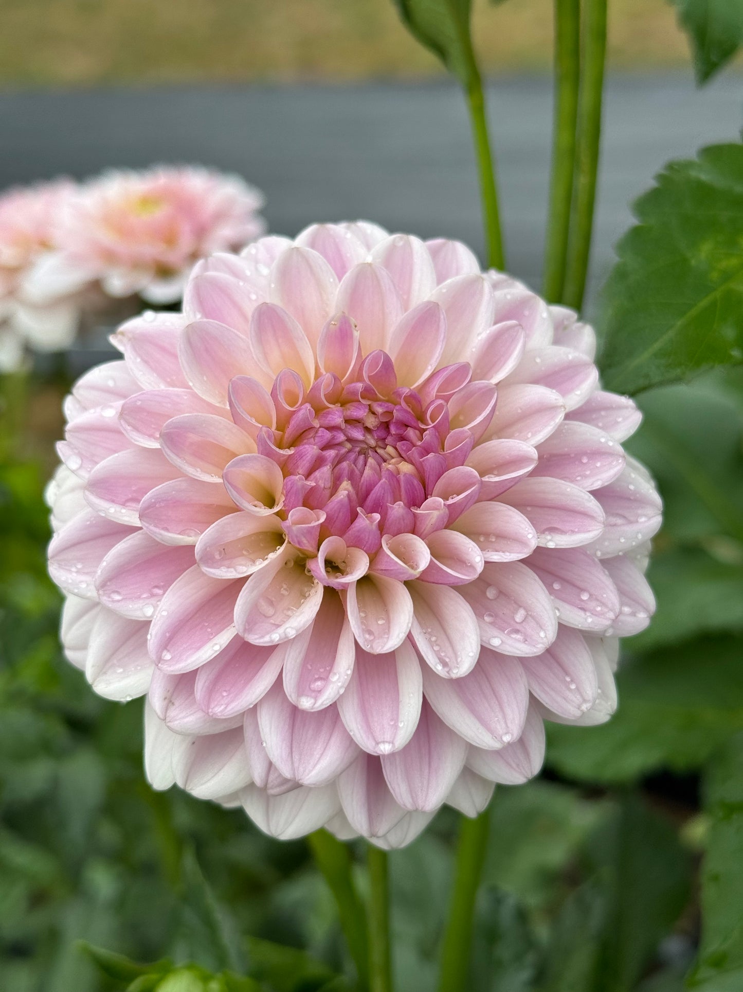 Pink Silk