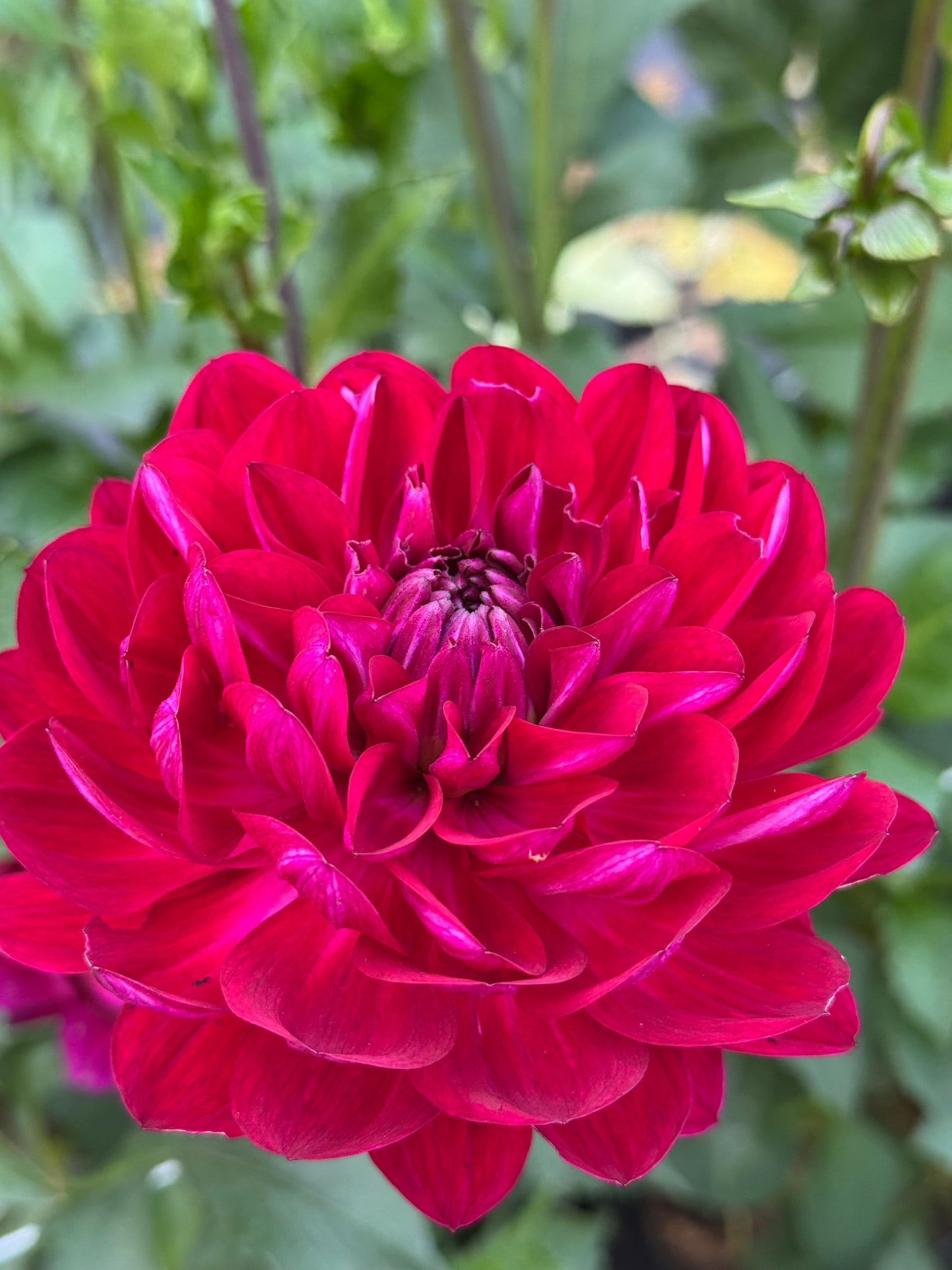 Sandia Claire