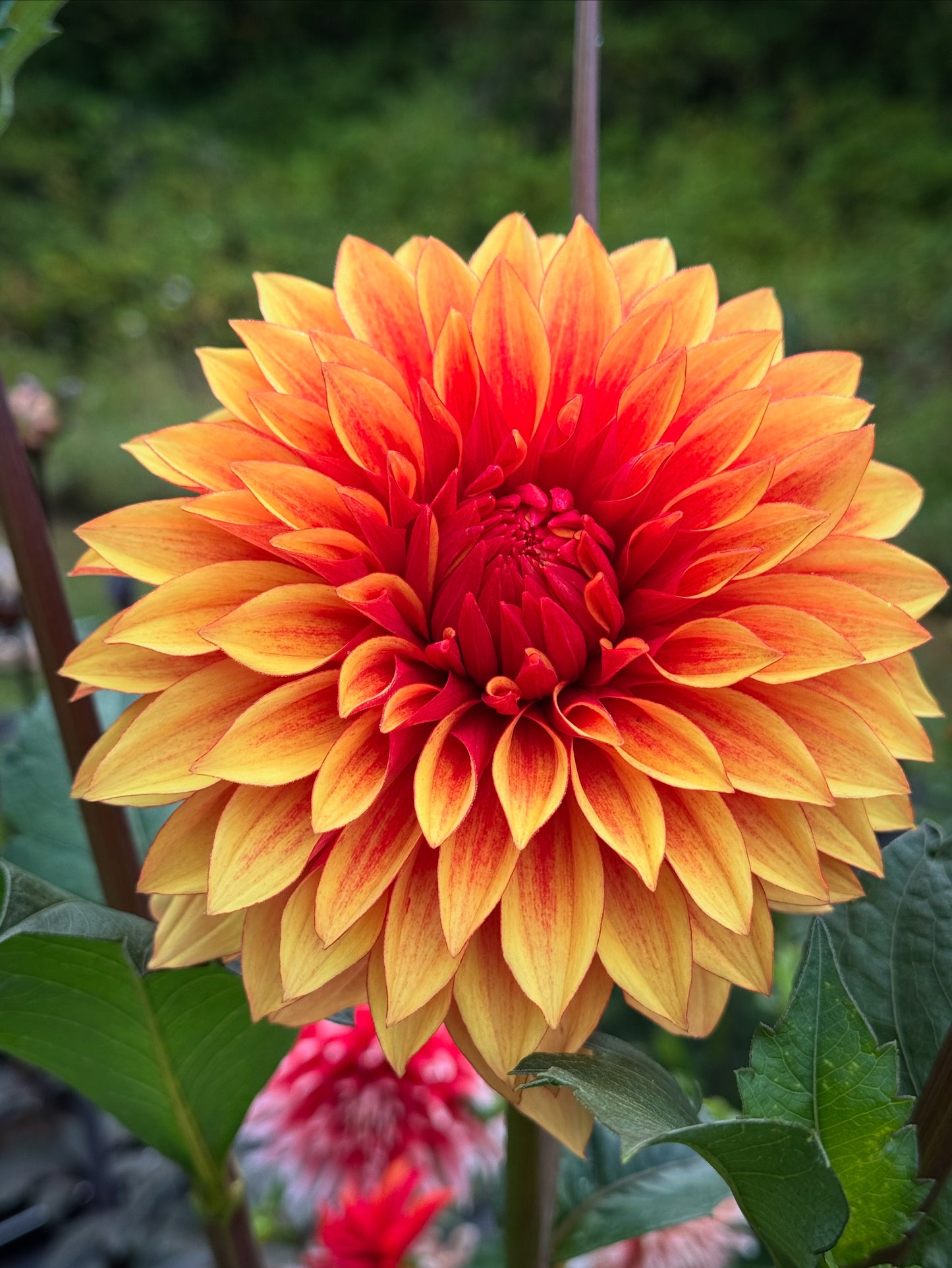 Bloomquist Fascinating