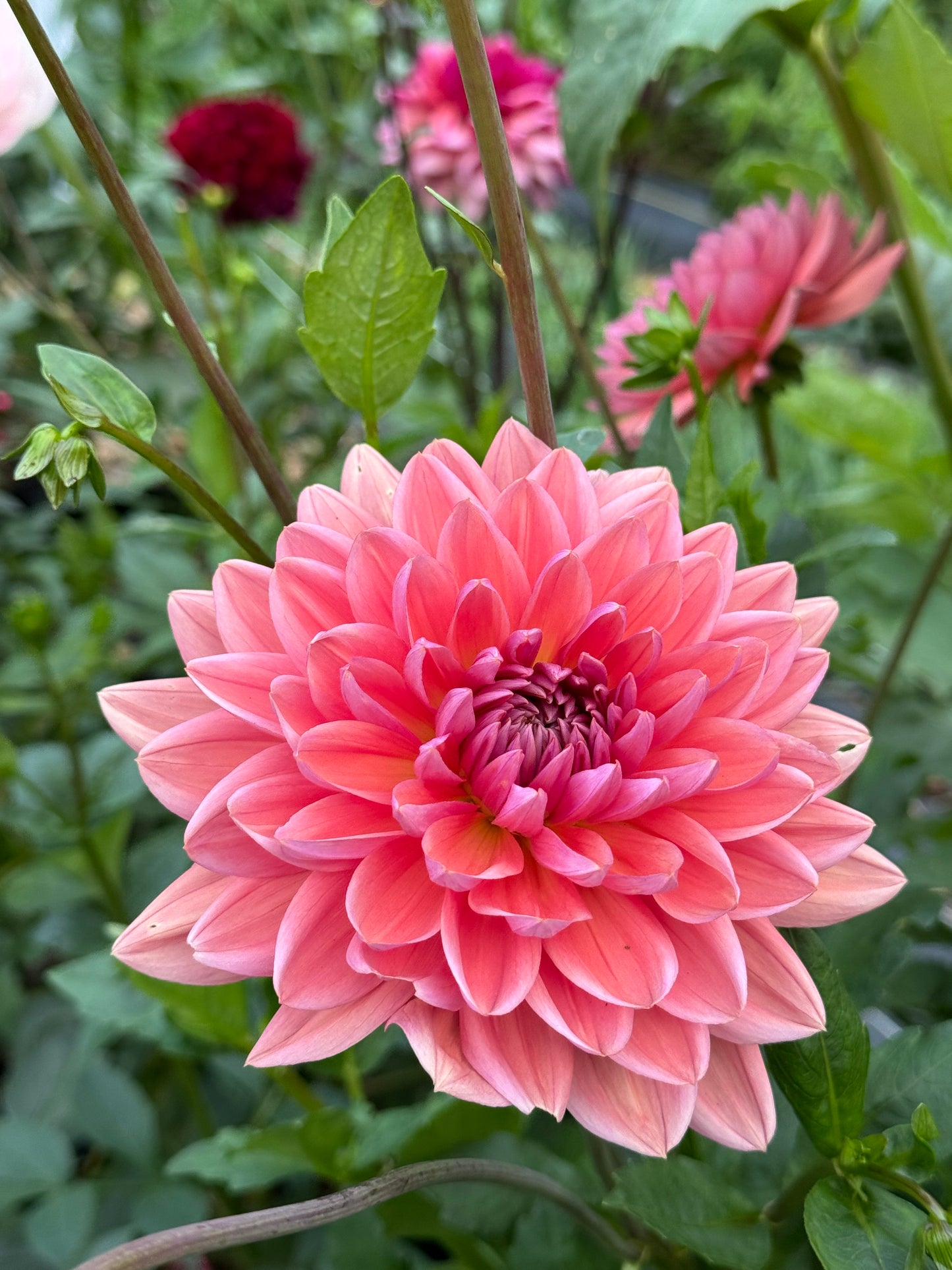 Dutch Pearl