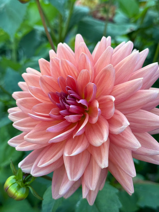 Dutch Pearl