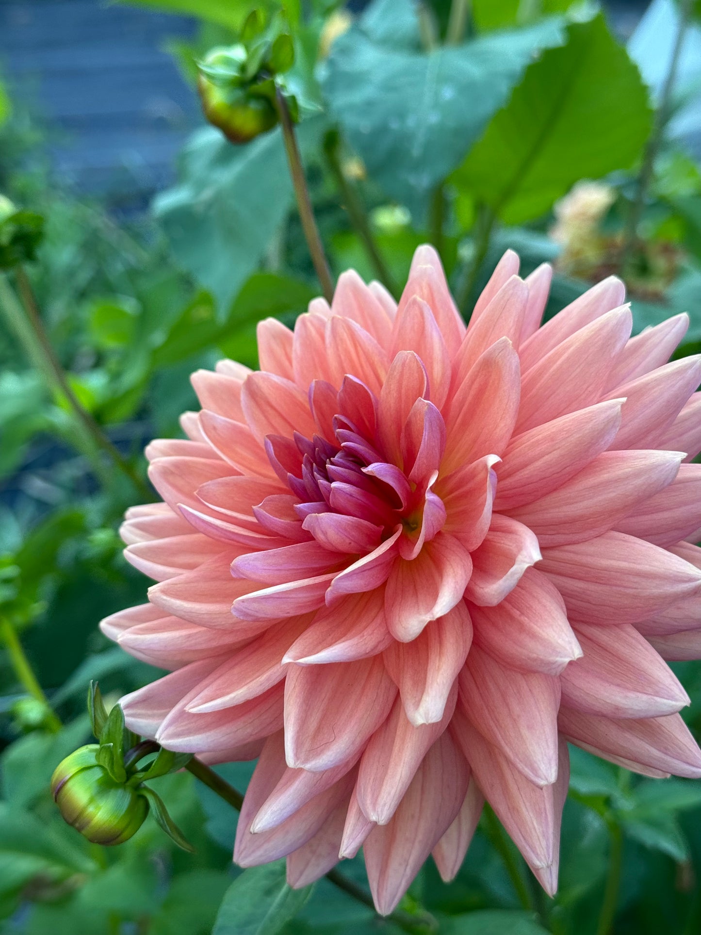 Dutch Pearl