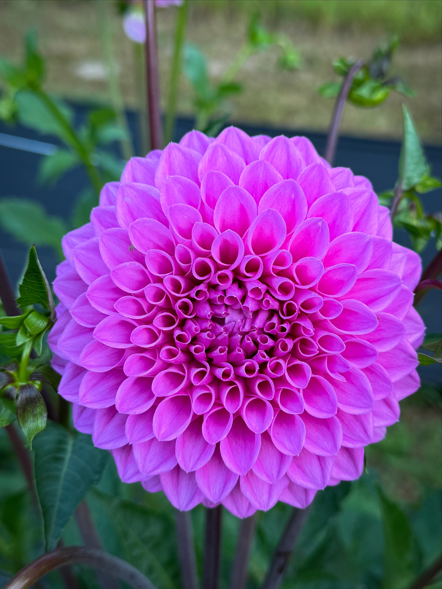 20th Ave Tranquility