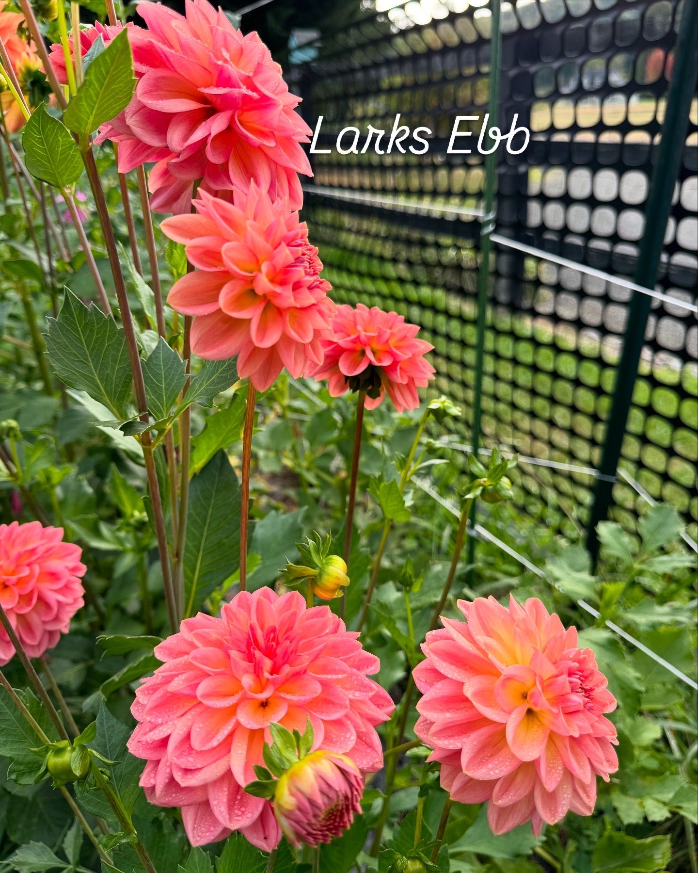 Lark’s Ebb