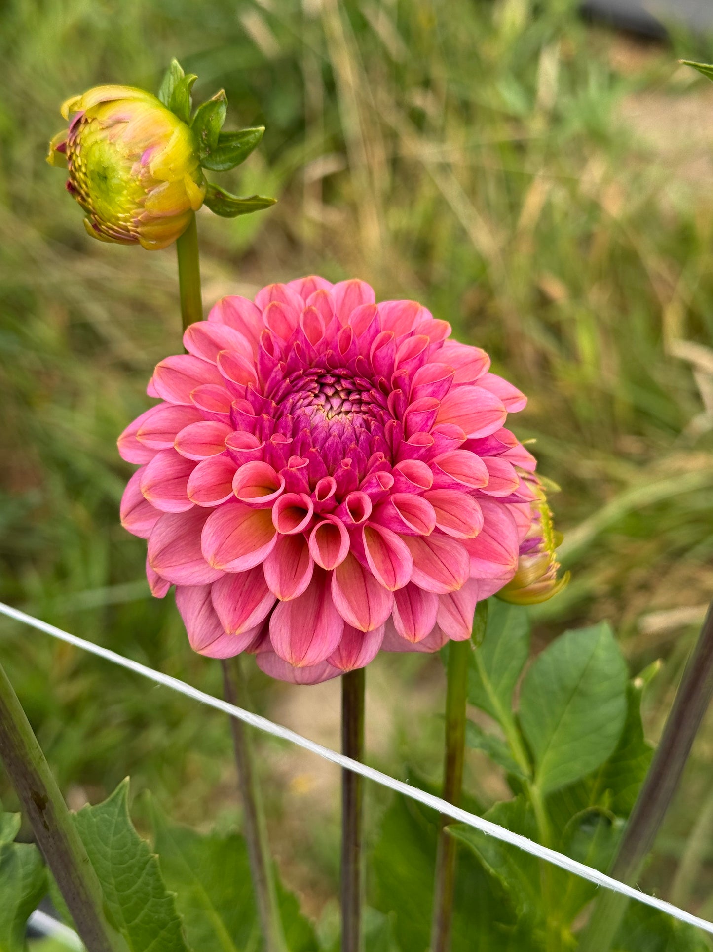 Pretty Petals Pink