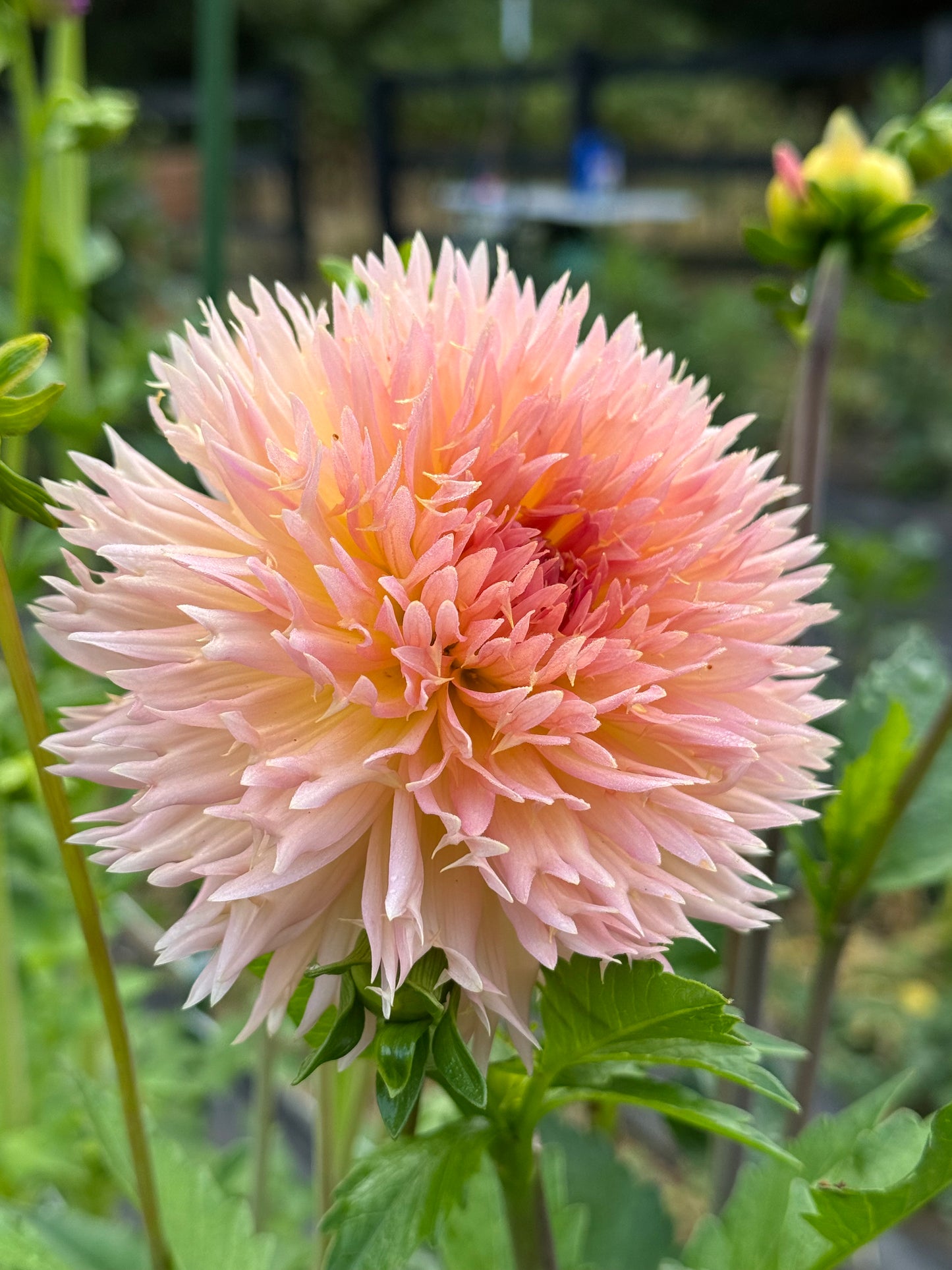 Lakeview Peach Fuzz