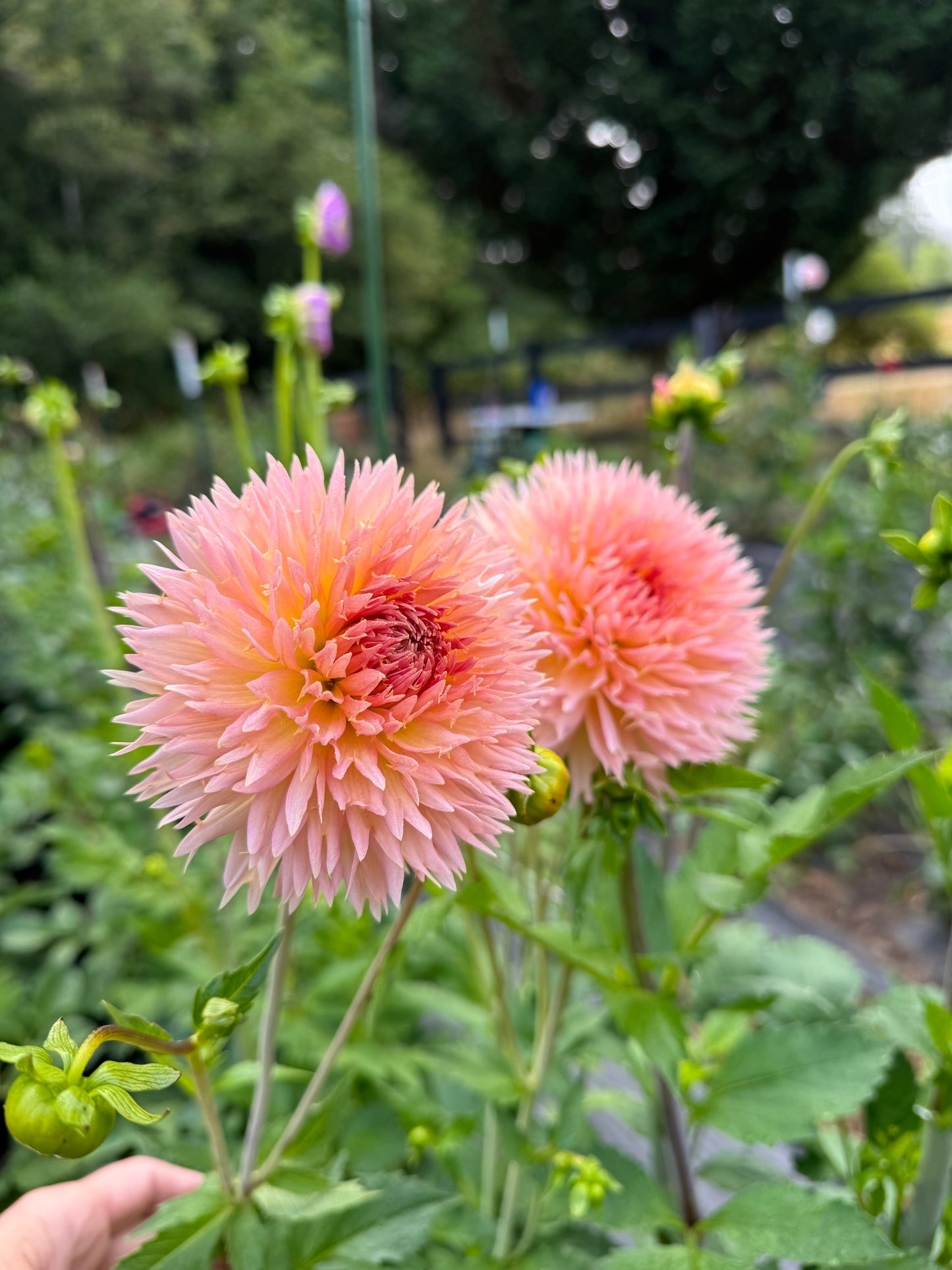 Lakeview Peach Fuzz
