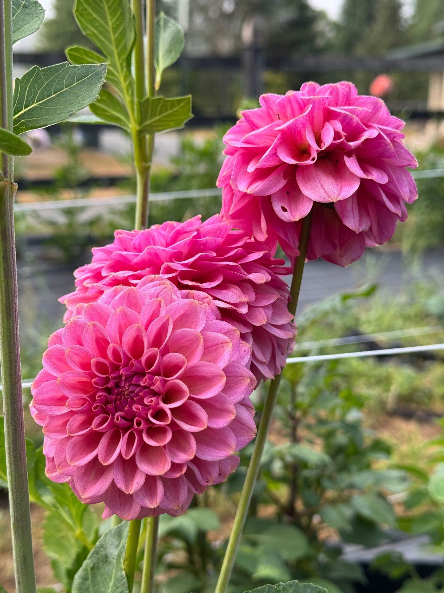 Pretty Petals Pink