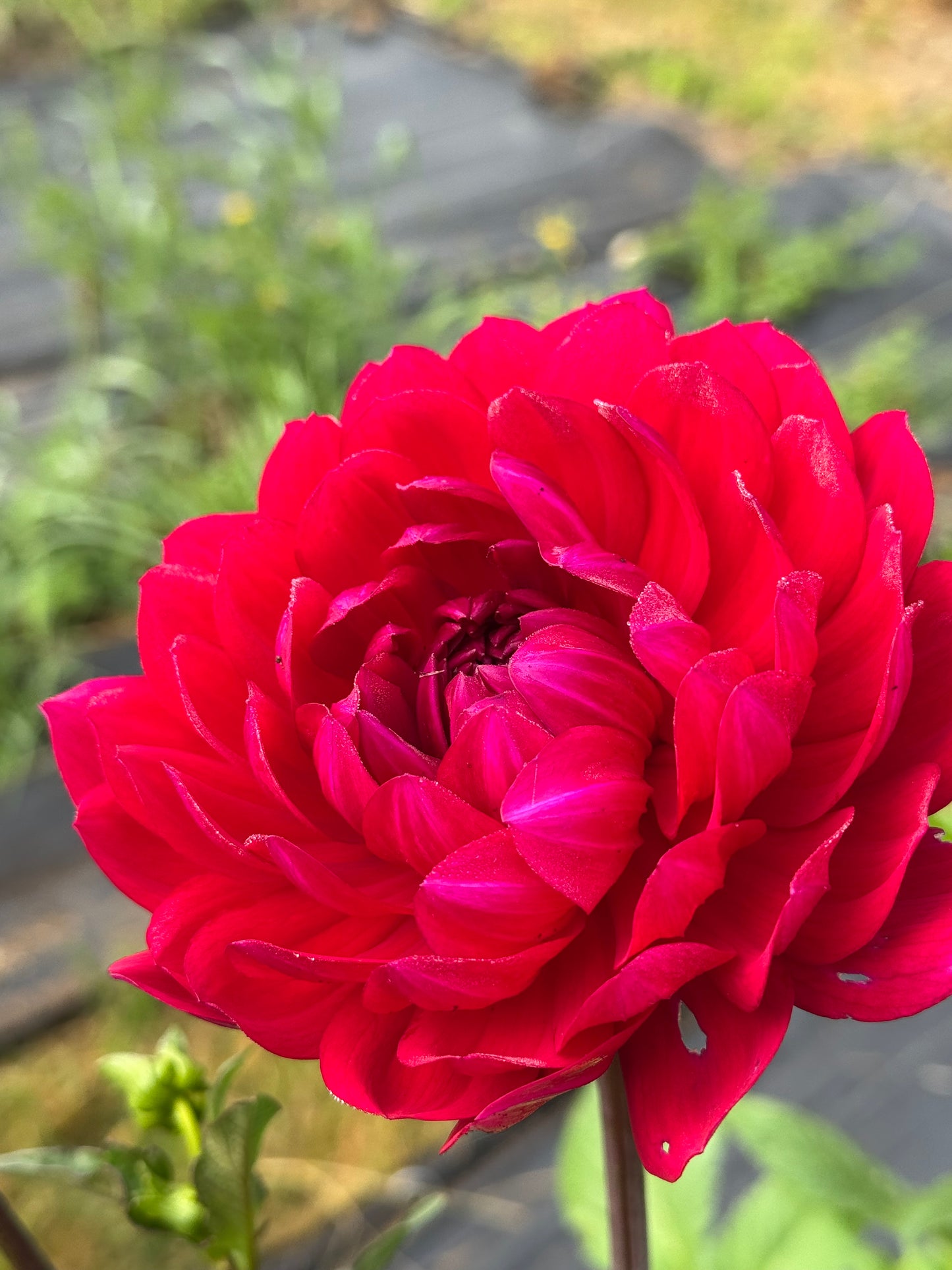 Sandia Bertha
