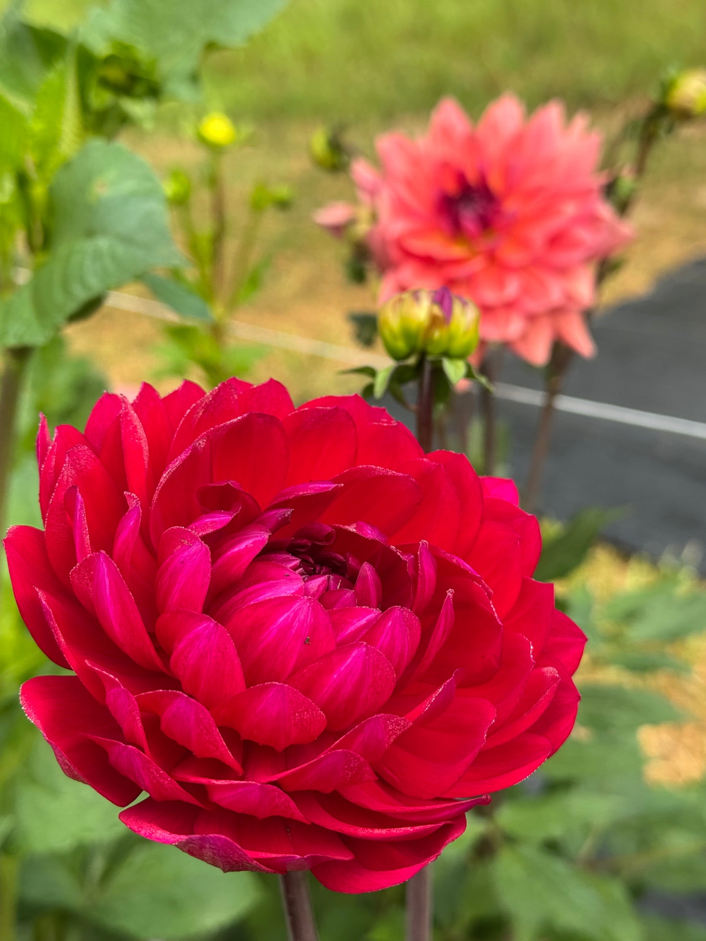 Sandia Bertha