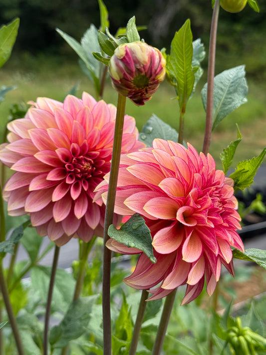 RM Raspberry Twinkle