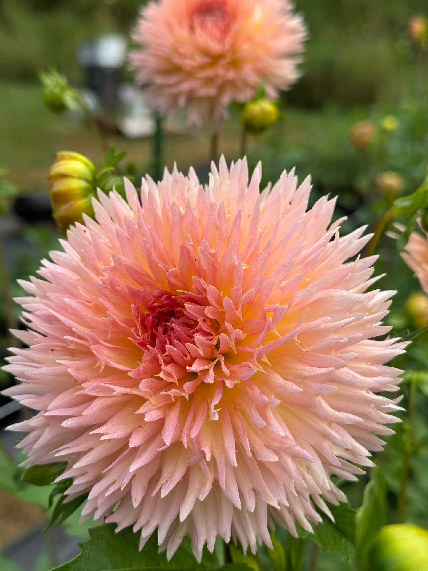 Lakeview Peach Fuzz