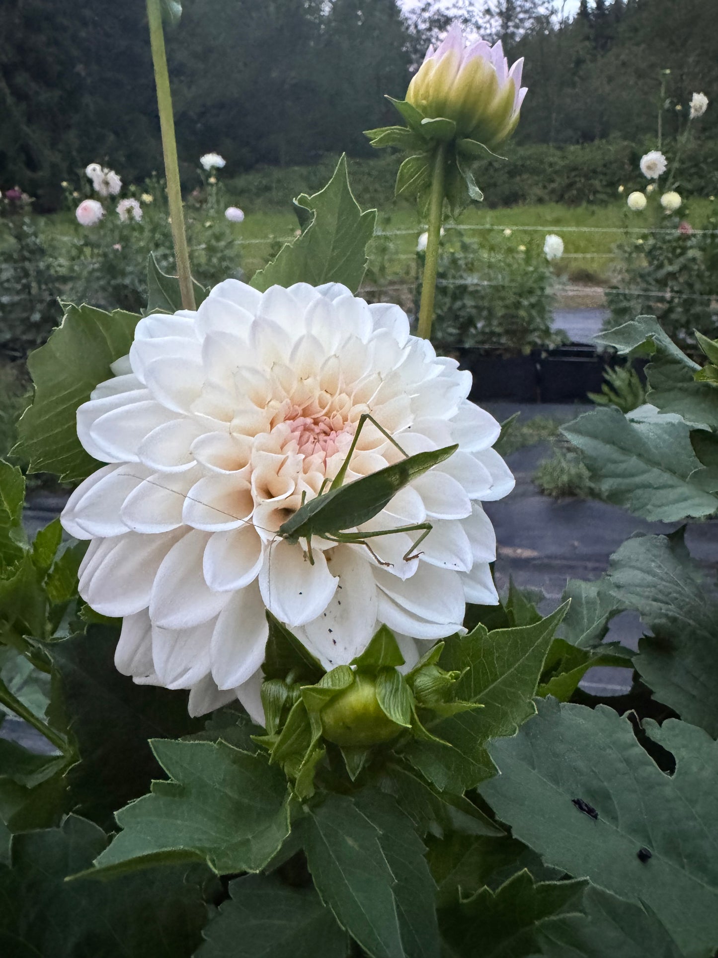 RM Frosting Rooted Cutting