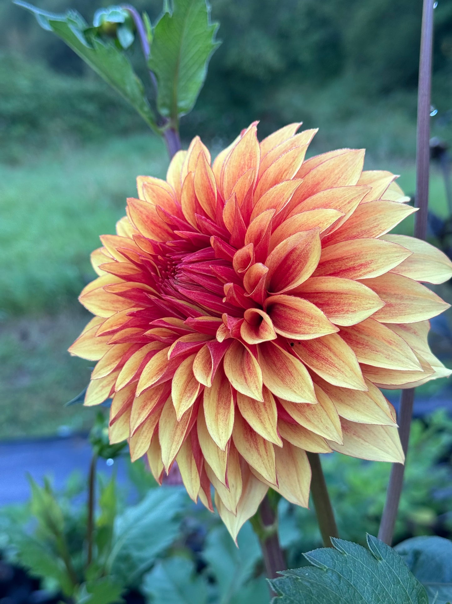 Bloomquist Fascinating