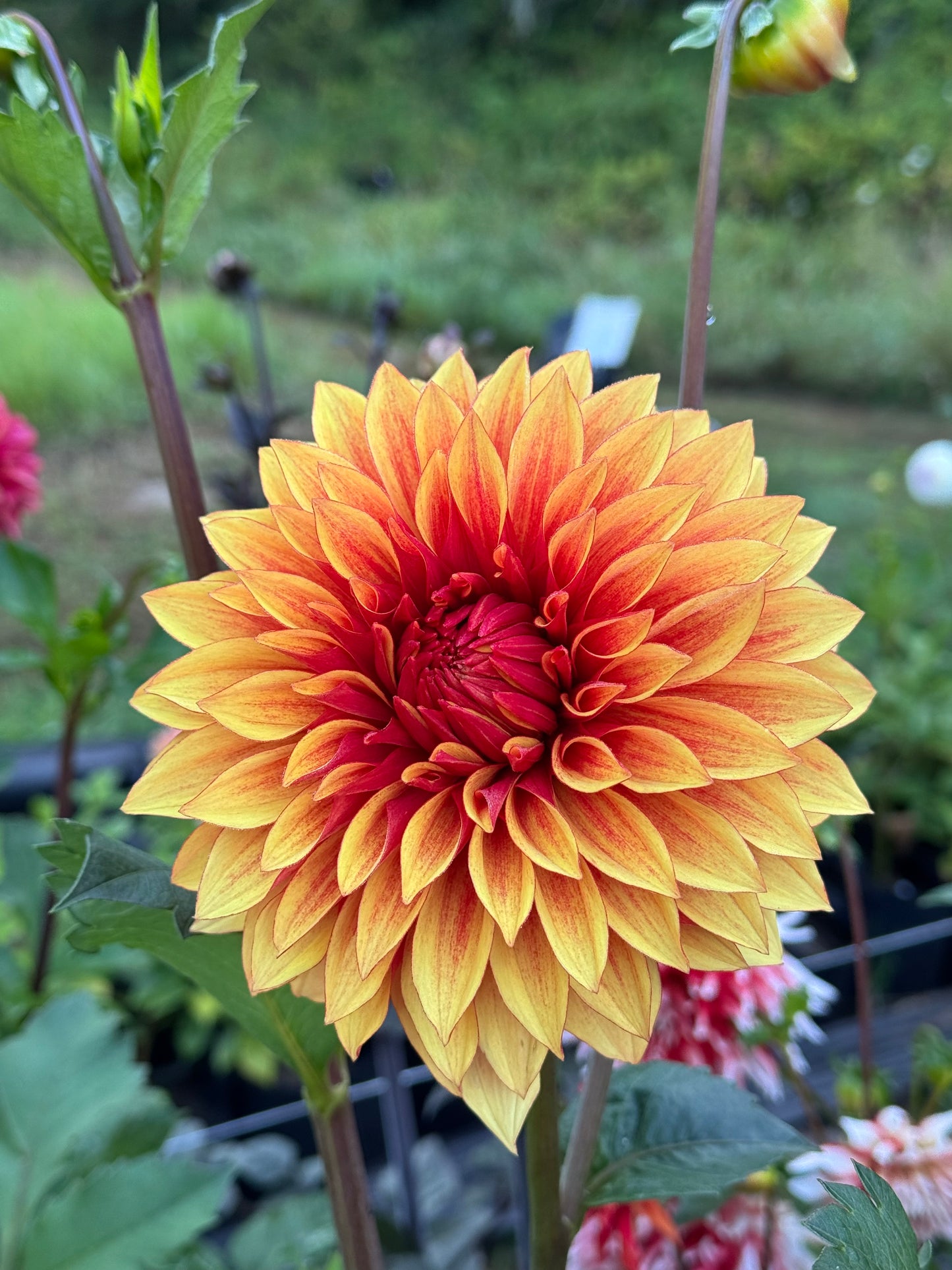 Bloomquist Fascinating