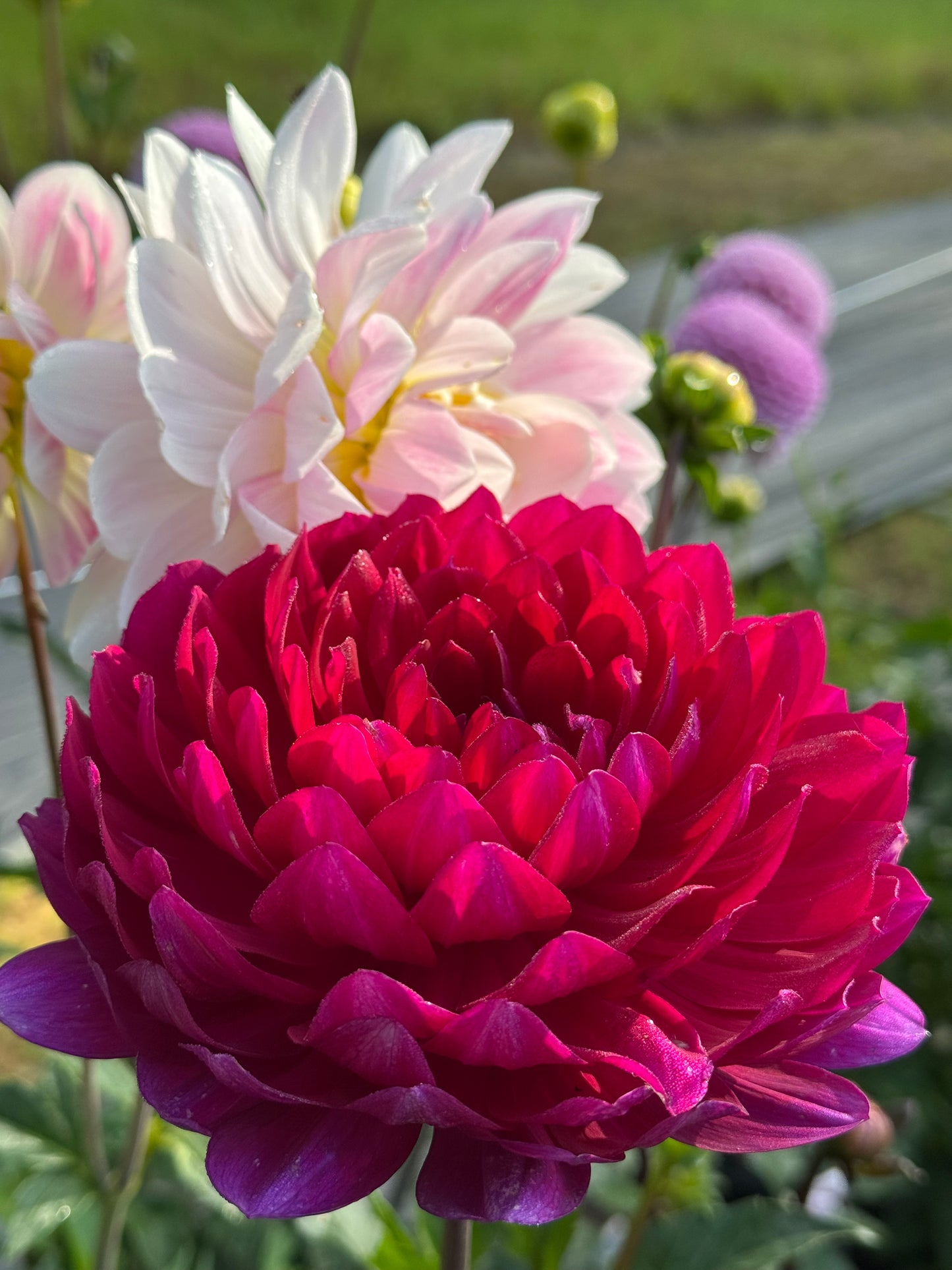 Sandia Bertha