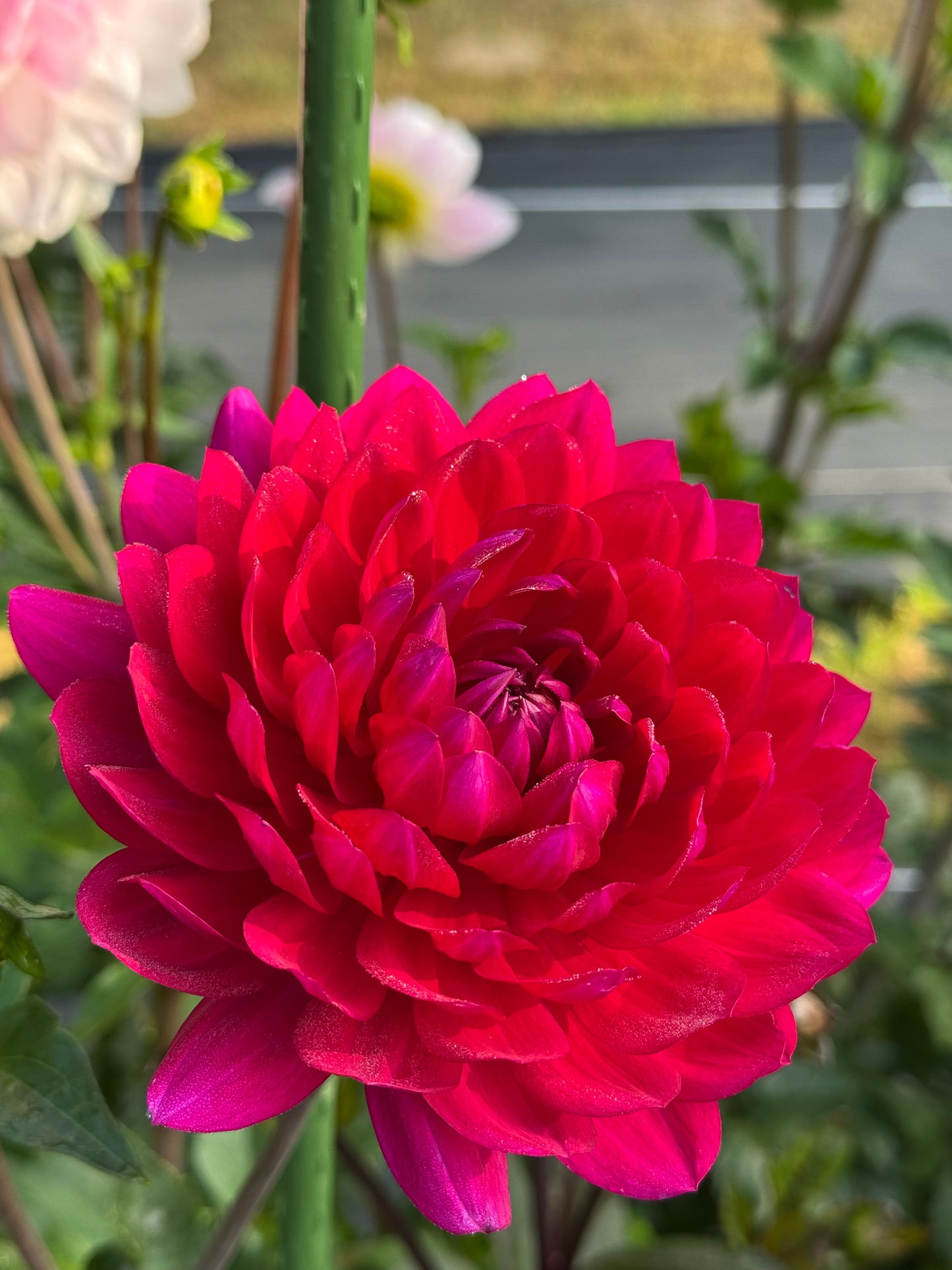 Sandia Bertha