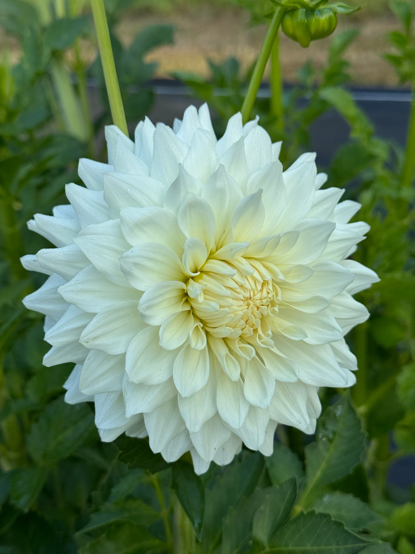 Frost Creek Moonglow