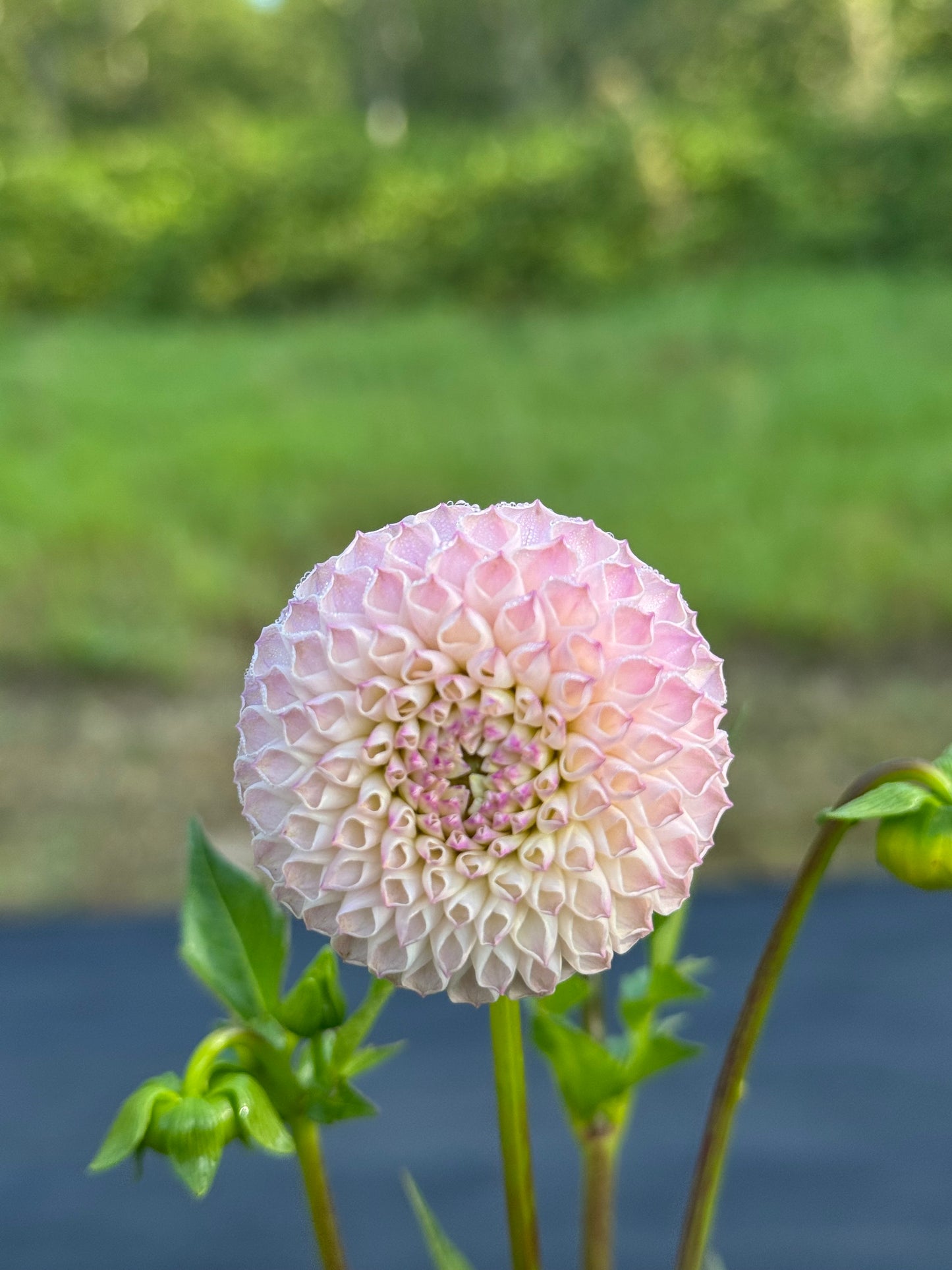 Irish Pinky