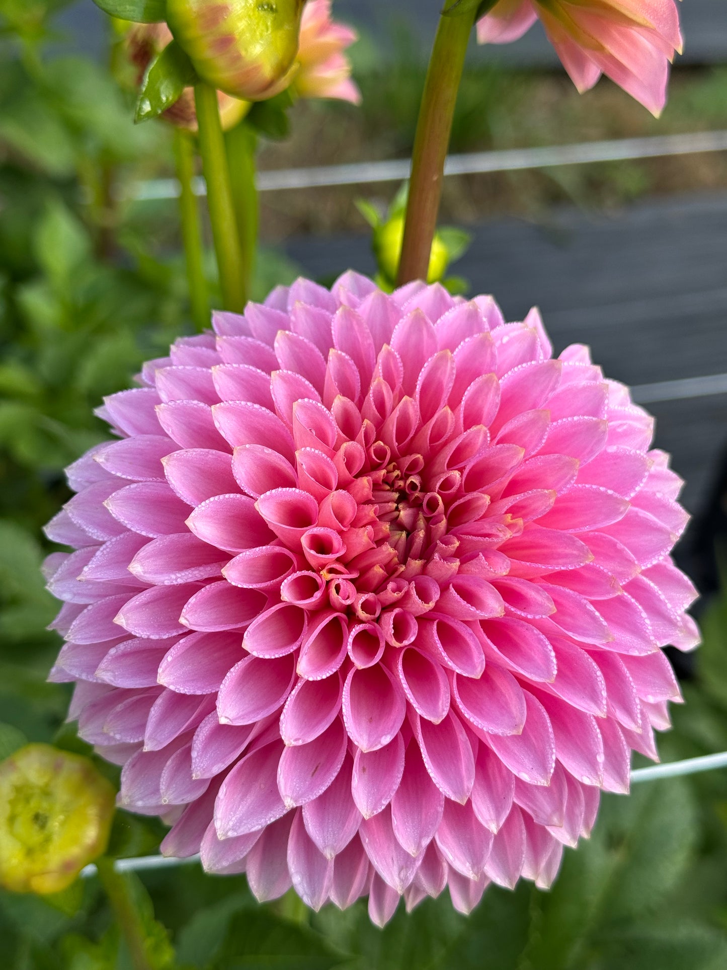 Bloomquist Pink Parfait