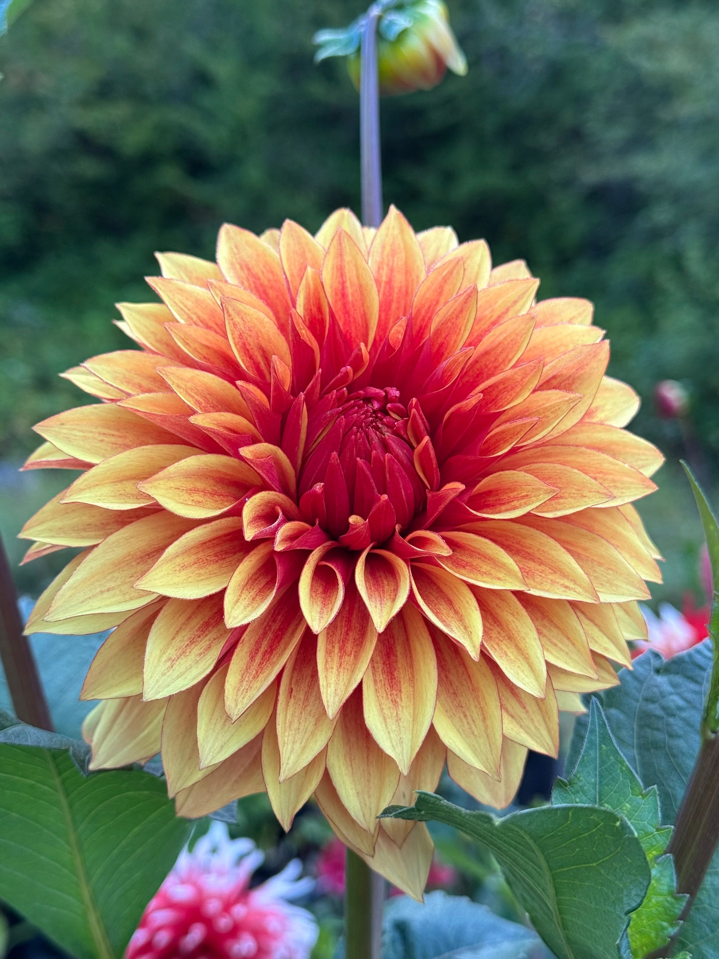 Bloomquist Fascinating