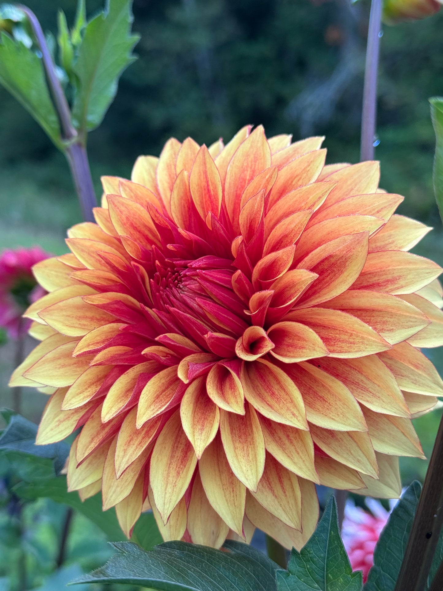 Bloomquist Fascinating