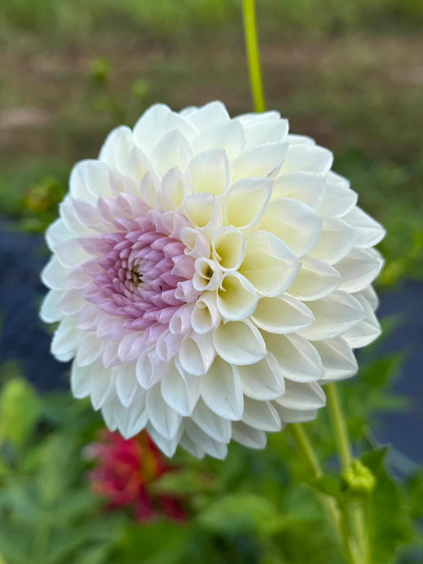 Fromby Pearl