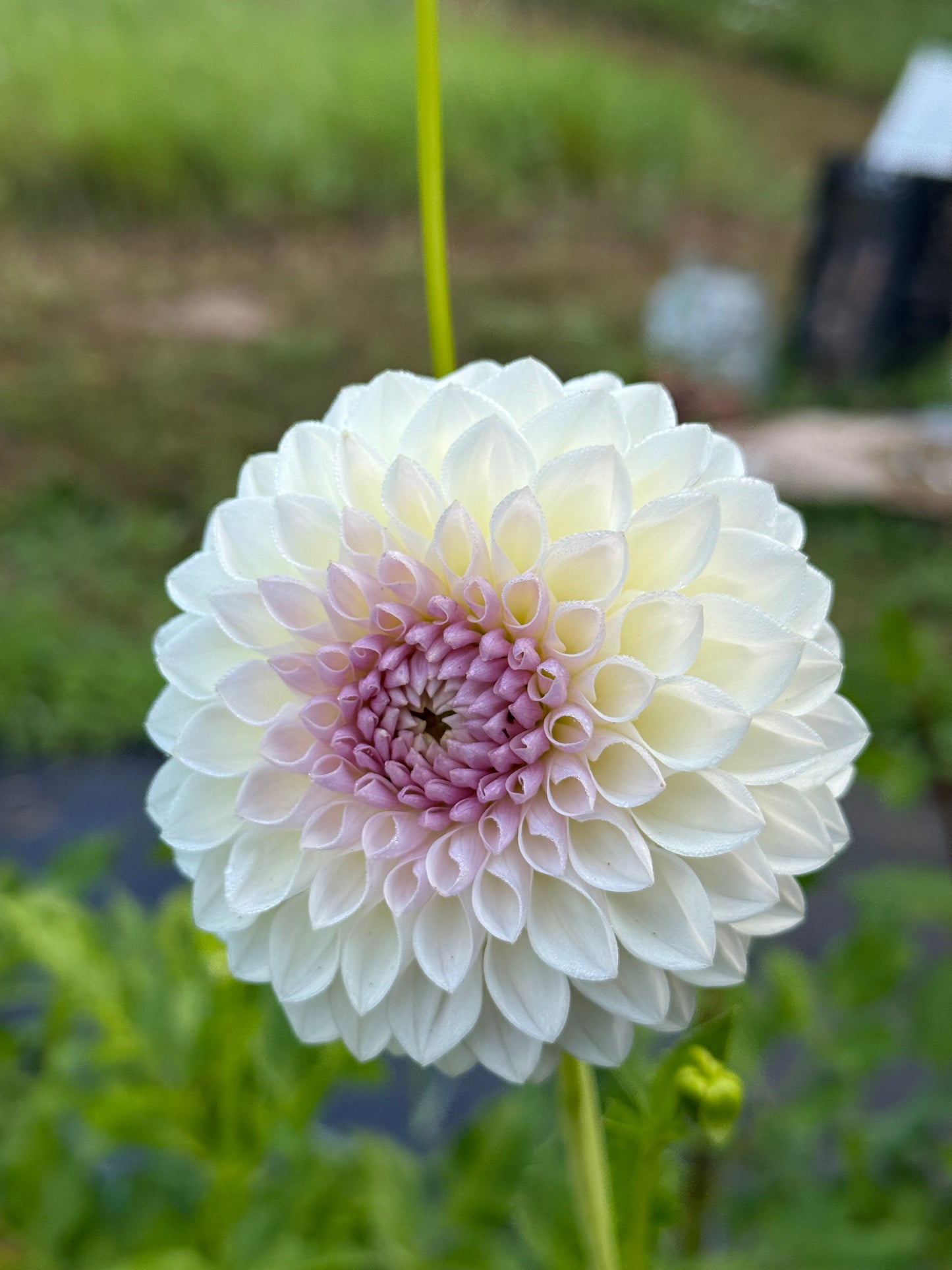 Fromby Pearl