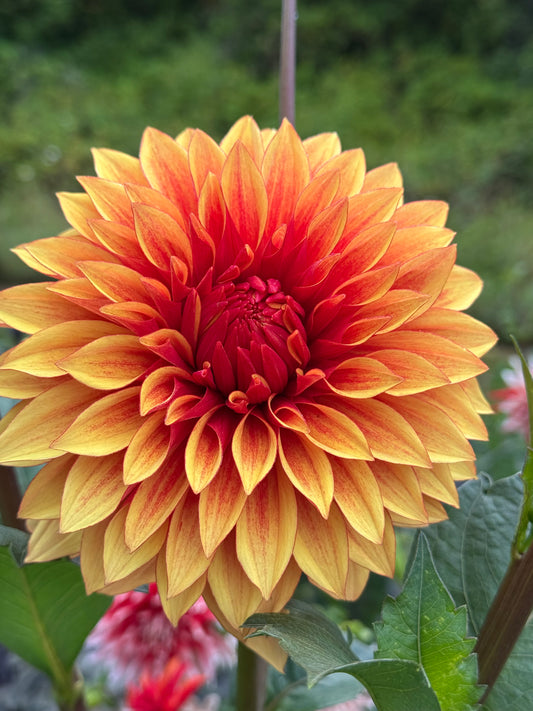 Bloomquist Fascinating