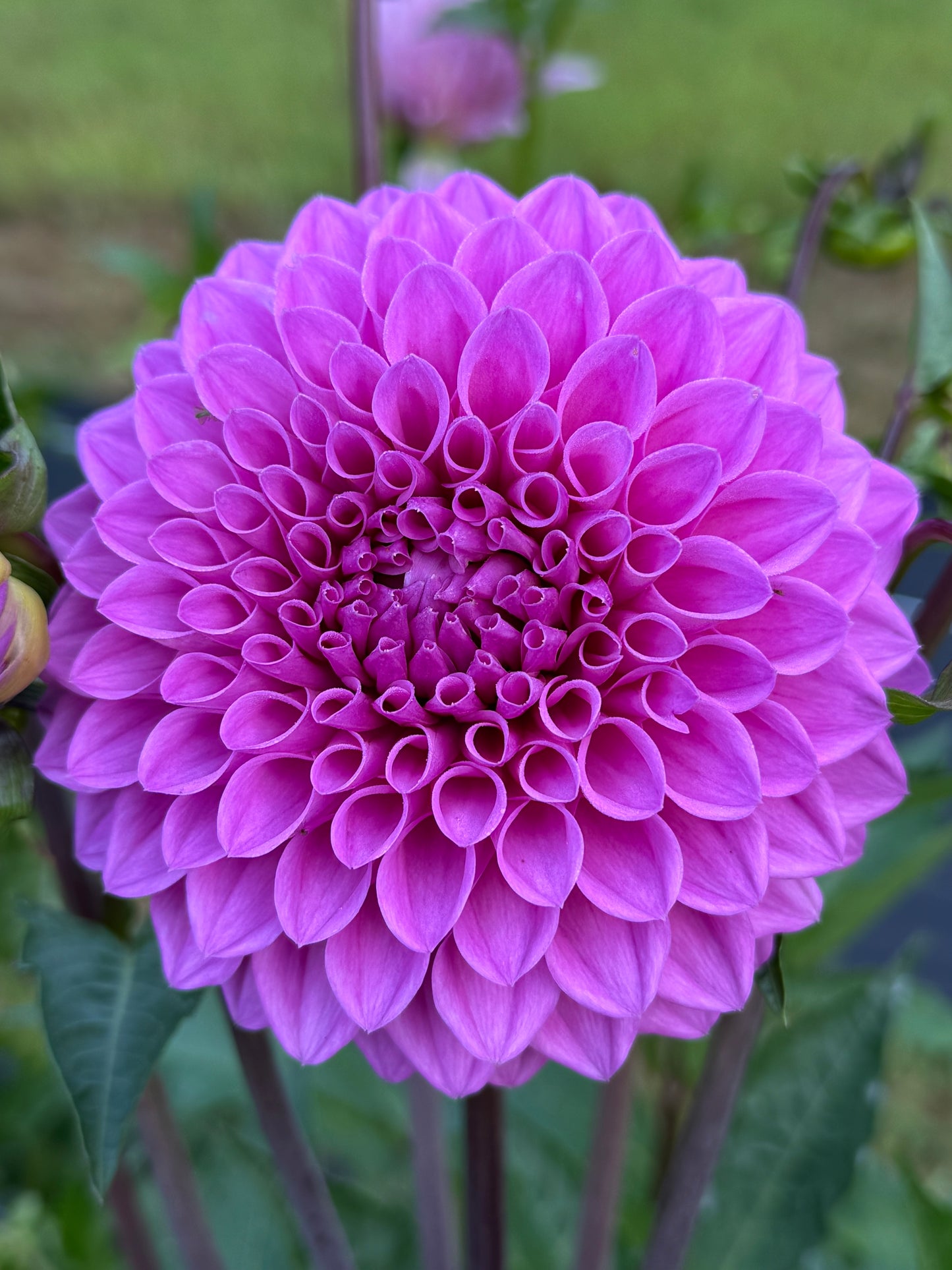 20th Ave Tranquility