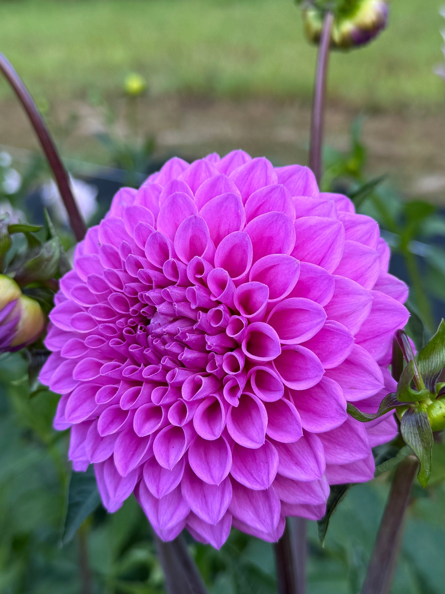 20th Ave Tranquility