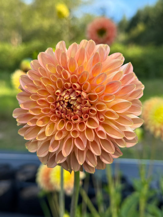 GG’s Peachy (LIMIT 1)