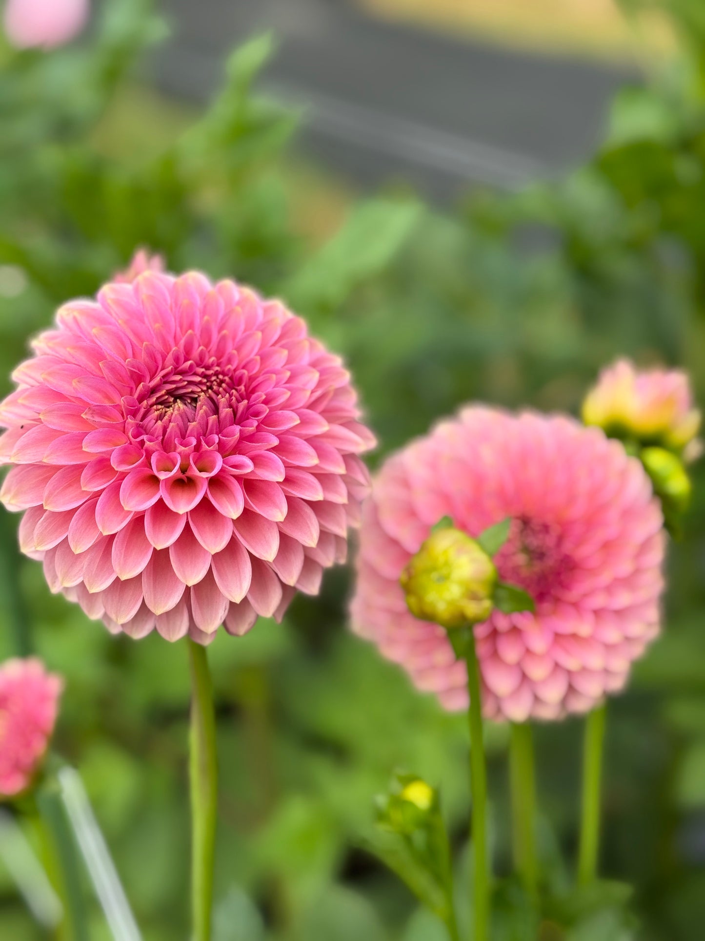 Bloomquist Pink Parfait