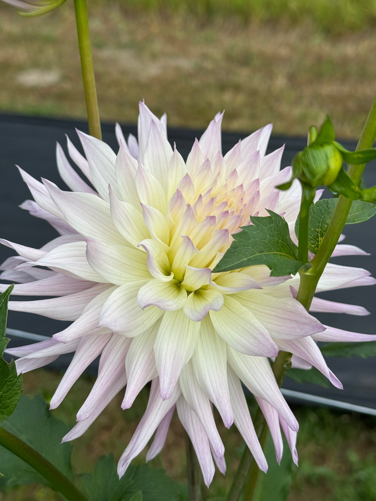 Sandia Stargazer