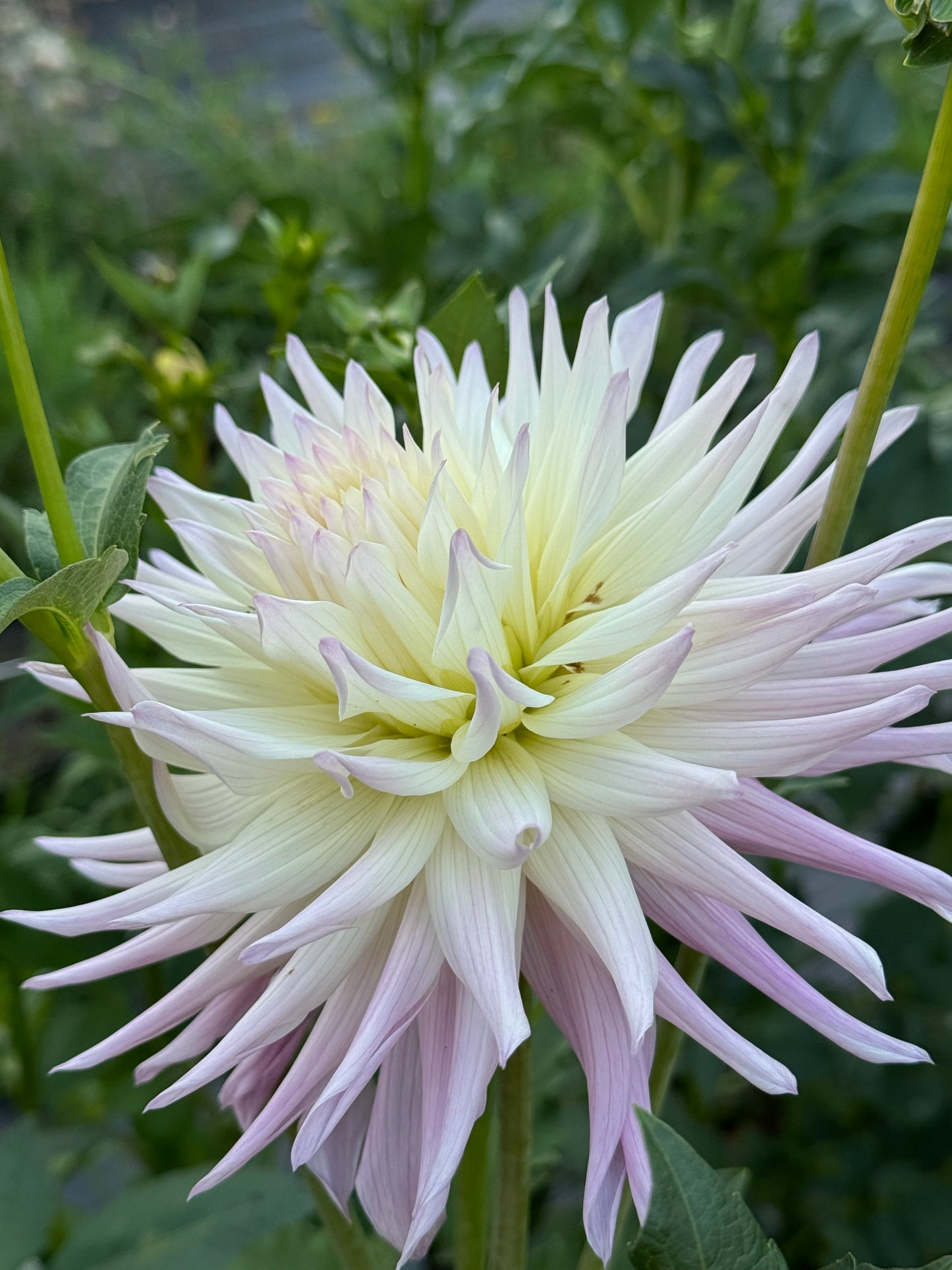 Sandia Stargazer