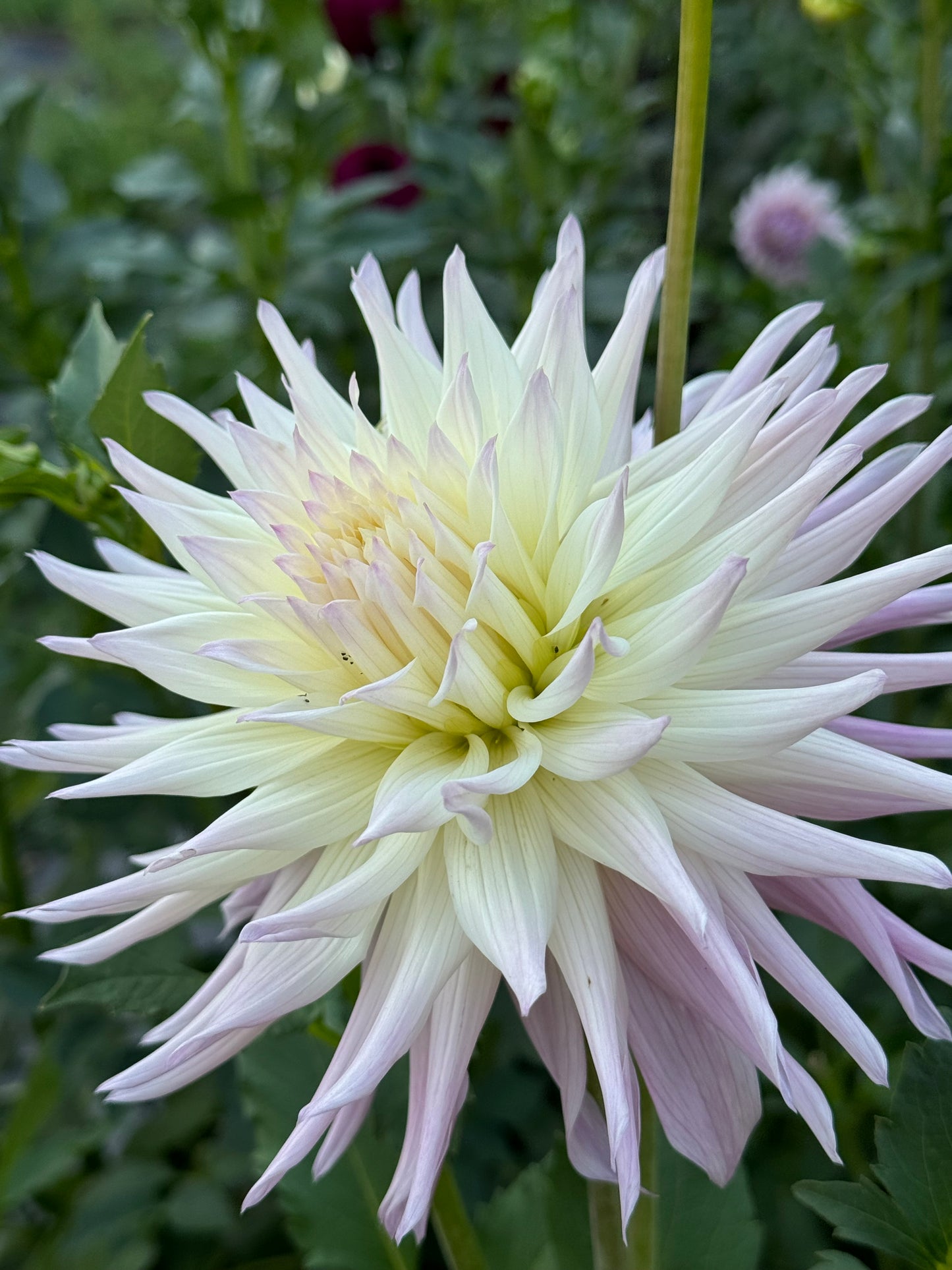 Sandia Stargazer