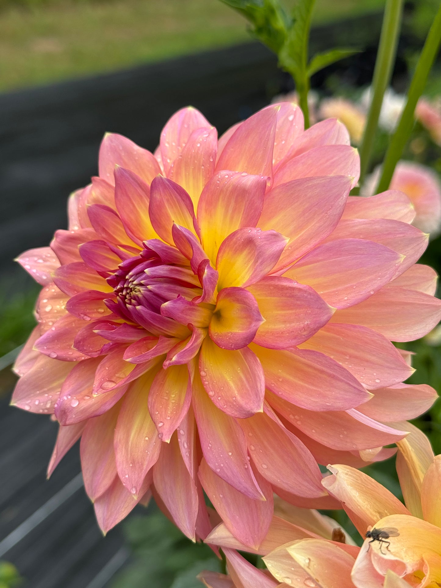 Oldoc Cleopatra Cutting