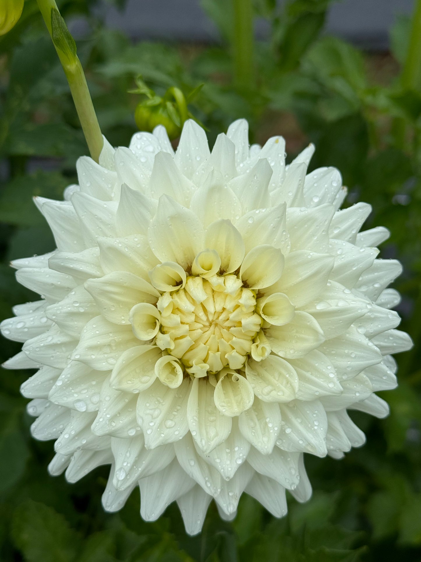 Frost Creek Moonglow