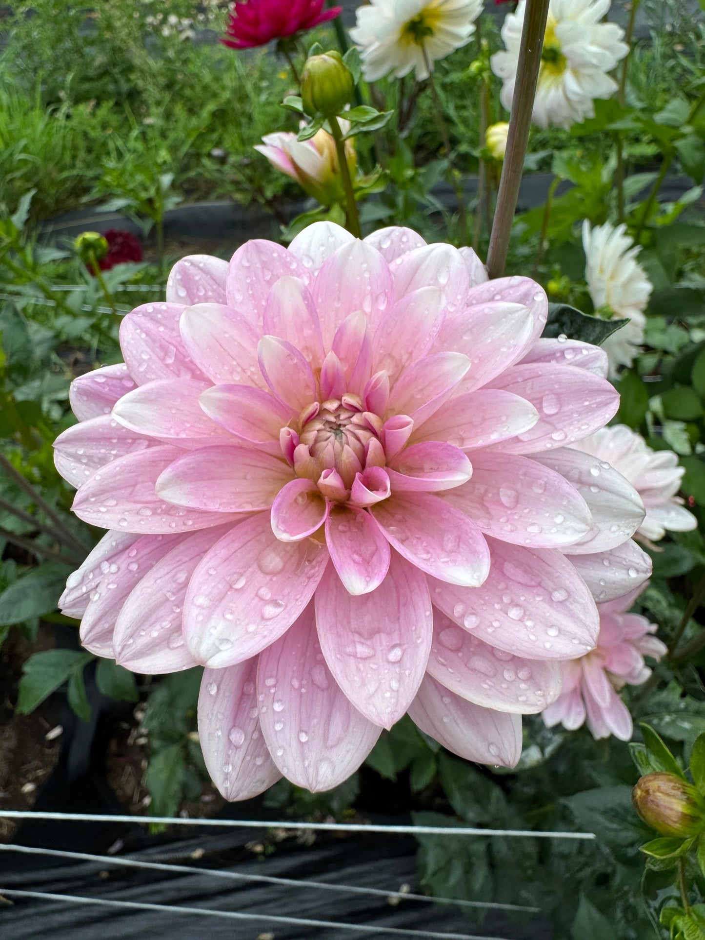 Pink Perception