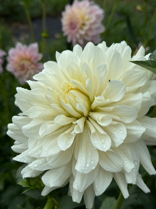 Hollyhill Wedding Day