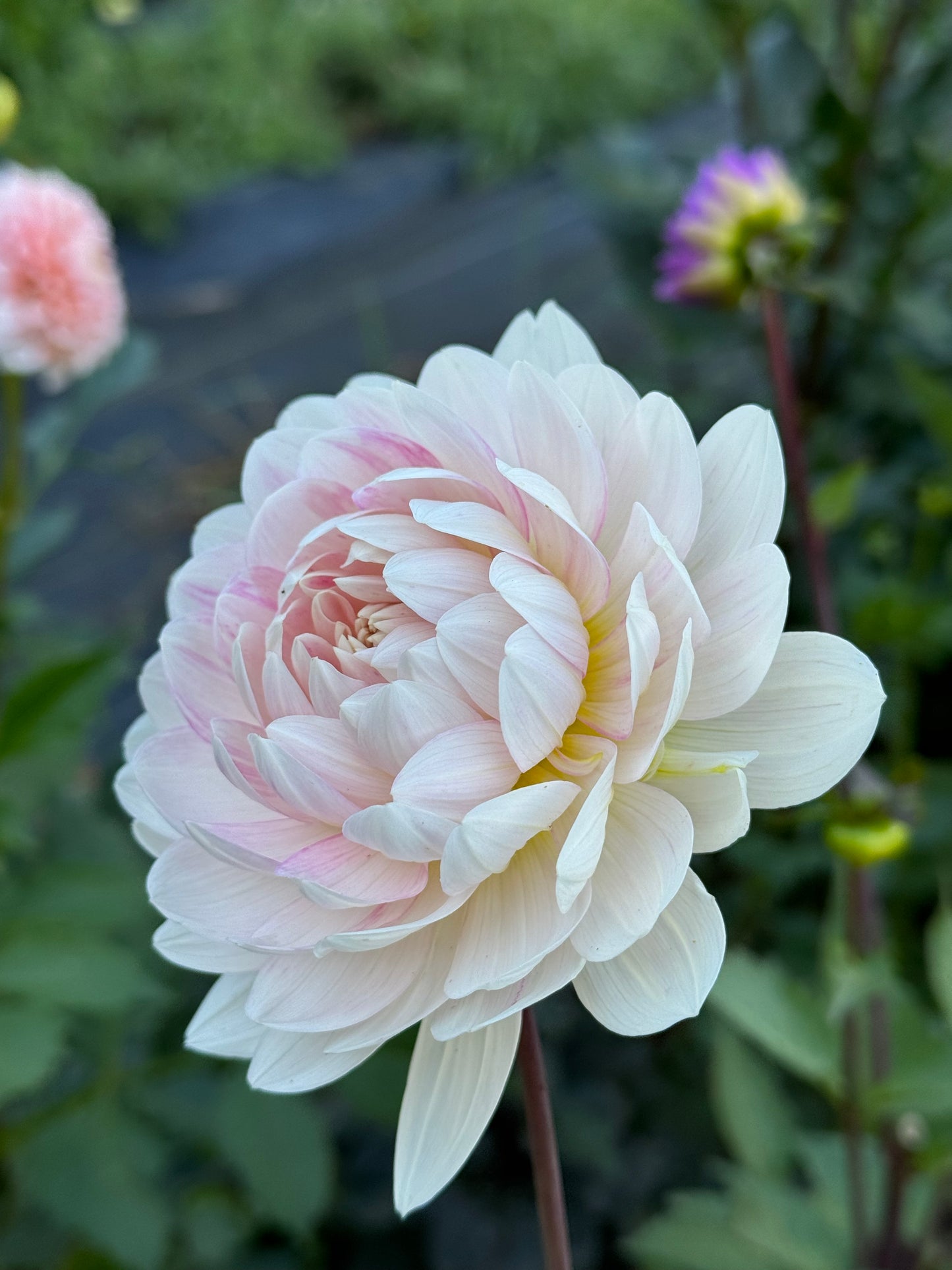 Kelgai Ann