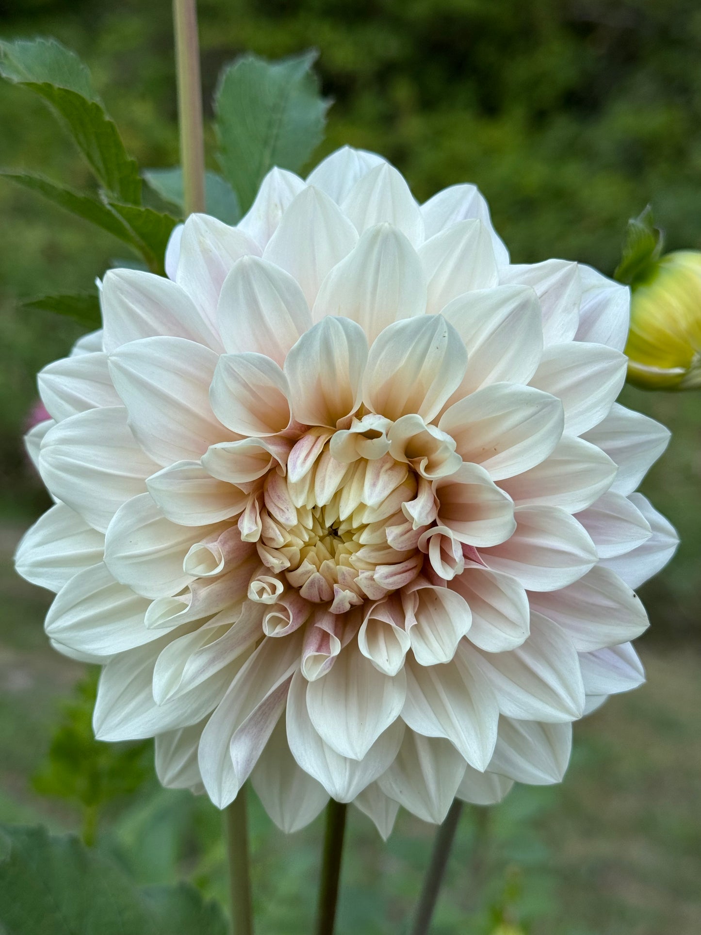 Florelie Antique