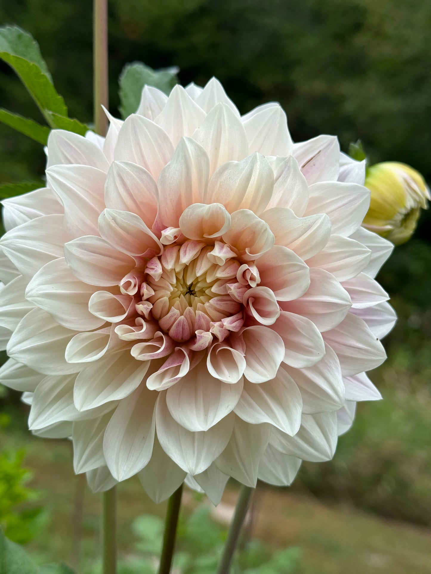 Florelie Antique