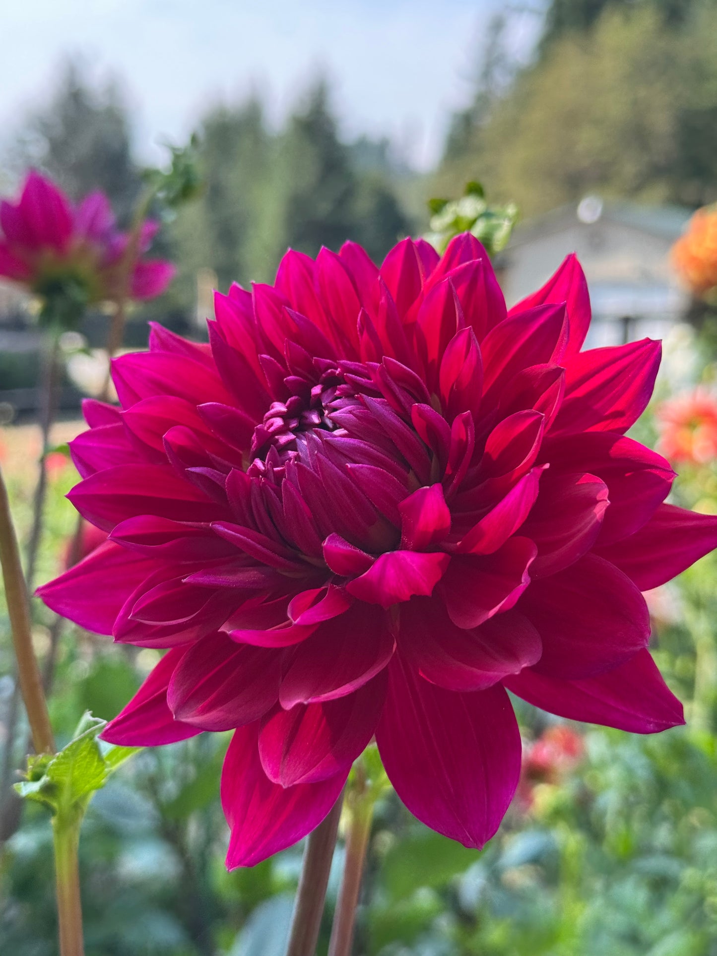 Hollyhill Pandora